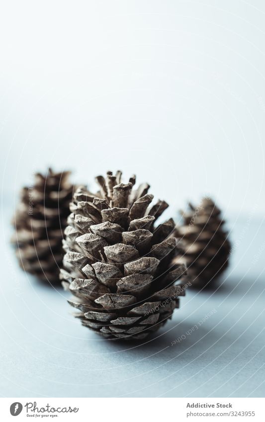 Natural pine brown cones for holiday decoration pine cone christmas festive hoarfrost celebration winter season xmas merry minimalism december year ornament