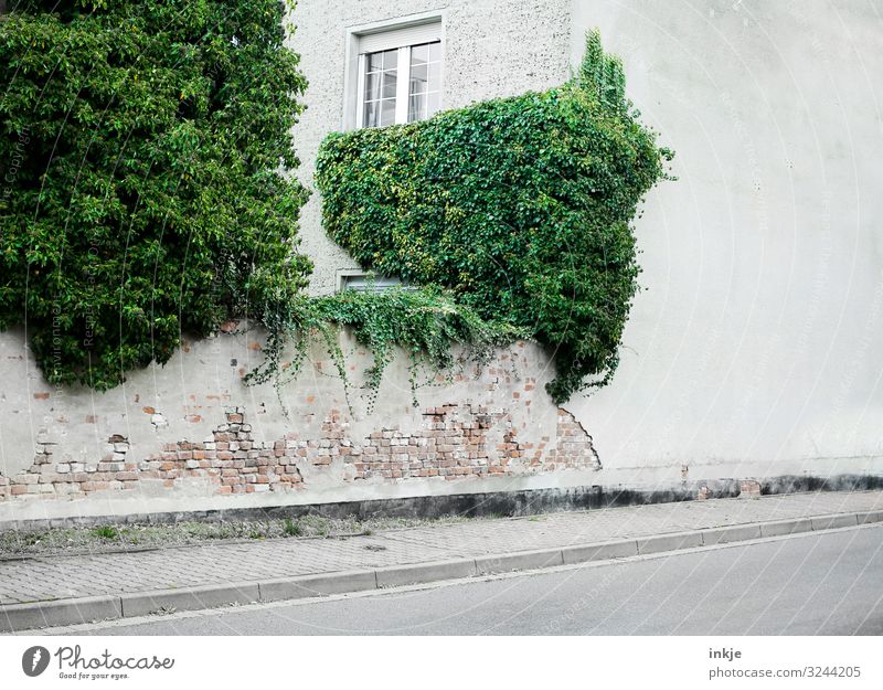 ivy Spring Summer Autumn Winter Ivy Small Town Deserted House (Residential Structure) Building Wall (barrier) Wall (building) Facade Window Growth Natural Green