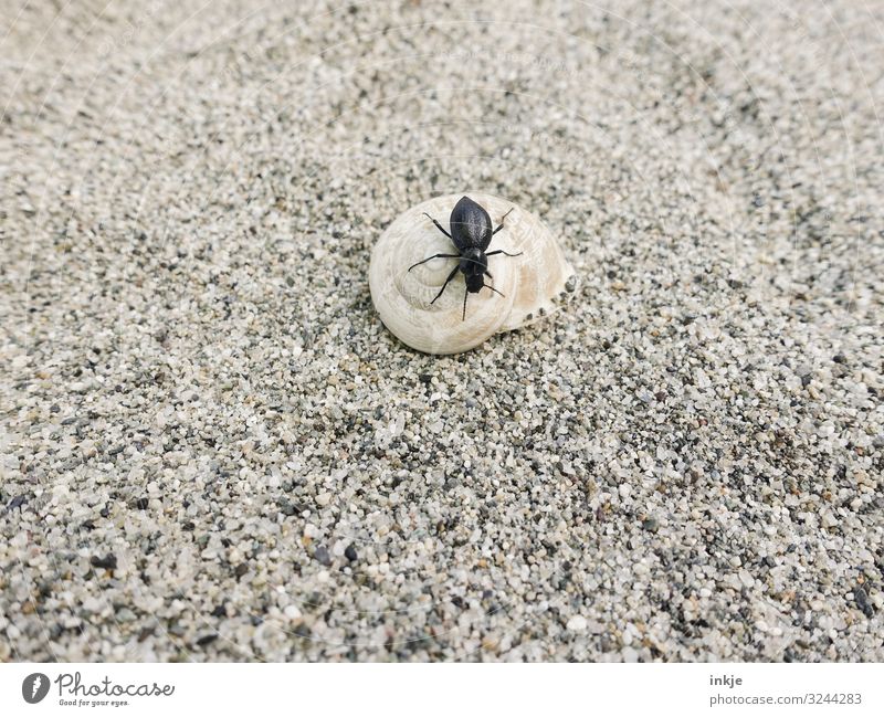 Corsicher black beetle Animal Sand Summer Sandy beach Beach Wild animal Beetle Snail Tenebrionid beetles Snail shell 2 Authentic Small Brown Black