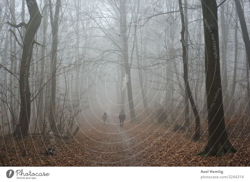 mist walk Winter Forest Human being Adults 2 Fog Relaxation Going Grief Lanes & trails Colour photo Subdued colour Exterior shot Day