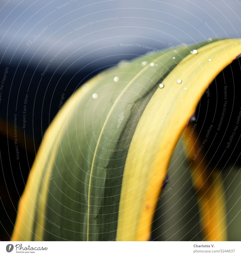 Bend | Agave leaf with water drops agave plant Nature Plant Part of the plant Close-up flaked Exterior shot Structures and shapes green Yellow Botany