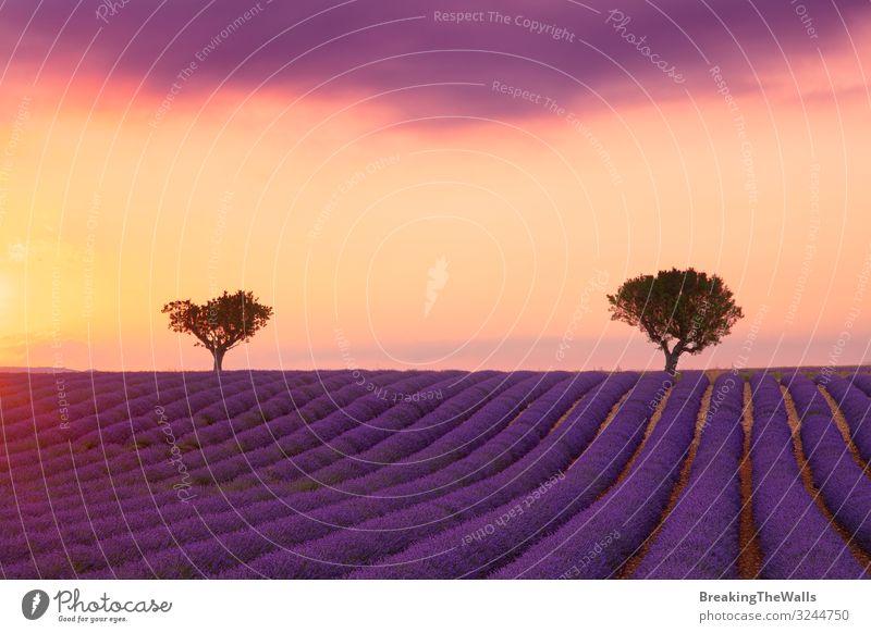 Purple lavender field of Provence at sunset Calm Vacation & Travel Nature Landscape Plant Sky Clouds Horizon Summer Tree Flower Blossom Agricultural crop Field