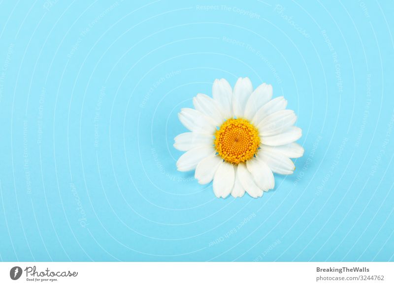 Close up one chamomile flower over blue Beautiful Healthy Health care Alternative medicine Medication Nature Plant Spring Blossom Fresh Above Blue Yellow White