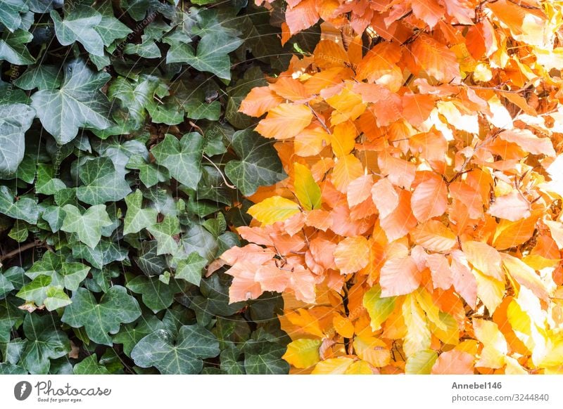 Green and Orange Autumn Leaves Background Design Beautiful Garden Wallpaper Thanksgiving Hallowe'en Nature Plant Tree Leaf Park Forest Bright Natural Brown