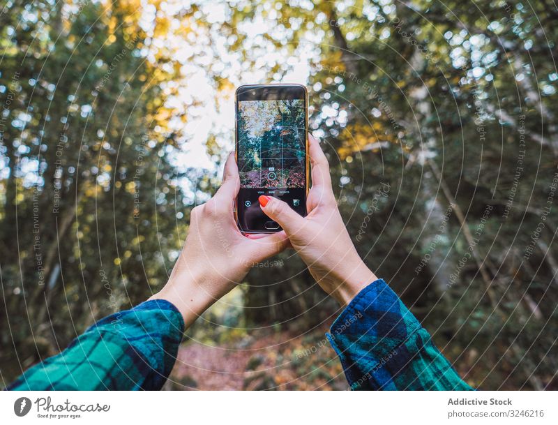 Casual tourist making photo on smartphone of nature taking autumn tree woods using browsing device gadget forest picture camera leaf vacation colorful foliage
