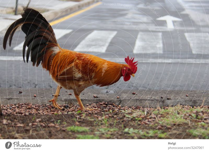 a rooster in town in search of food Environment Nature Earth Plant Grass Island Tenerife Puerto de la Cruz Town Street Zebra crossing Animal Pet Rooster 1 Going