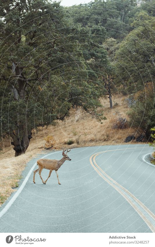 Little deer coming out of forest and crossing road green sequoia park animal natural habitat species plant nature little environment sunlight scenery ecology