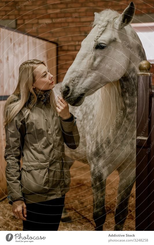 Woman hugging horse with long mane in face in stable woman pet stallion animal care dapple gray head muzzle white nature mammal bridle farm saddle field brown