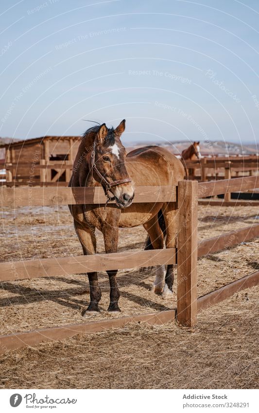Brown horse in snaffle behind wooden fence pet stallion animal care nature mammal bridle farm saddle horseback pasture field brown countryside hippodrome equine