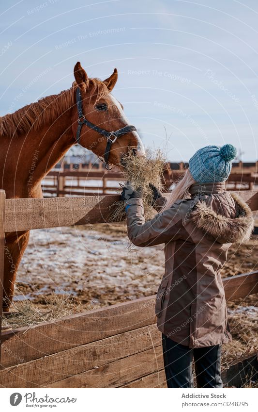 Warm dressed woman feeding brown horse by hay pet stallion animal care nature mammal straw bridle farm saddle horseback pasture stable field countryside