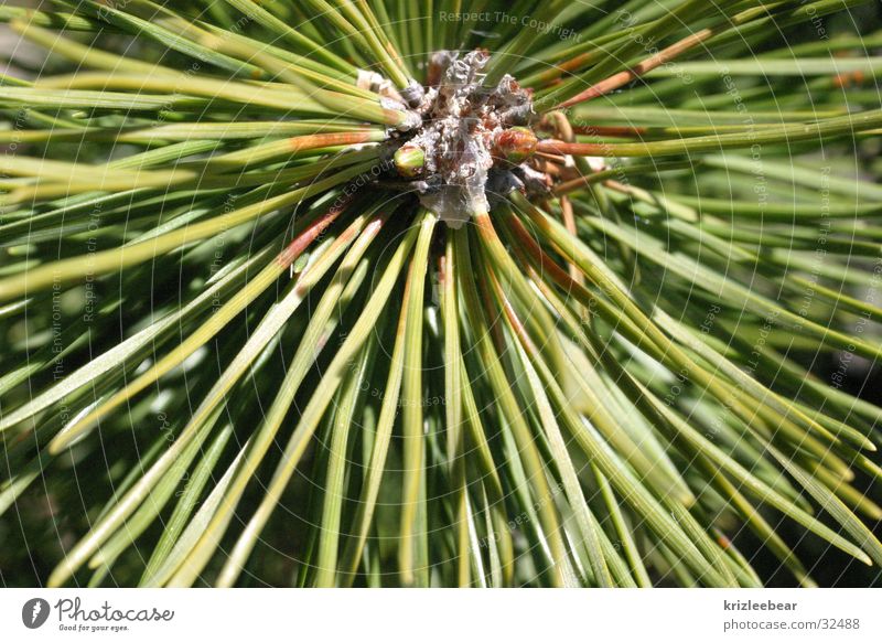 porcupine ;) Cone Green mountain pine Pine Macro (Extreme close-up)