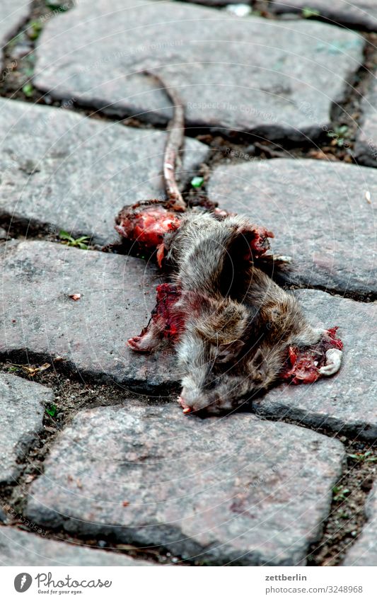 Dead Rat muroidea long-tailed mice Altwelt mice Animal Rodent Pests Death run sb./sth. over Transport Road traffic Street Paving stone Cobblestones Deserted