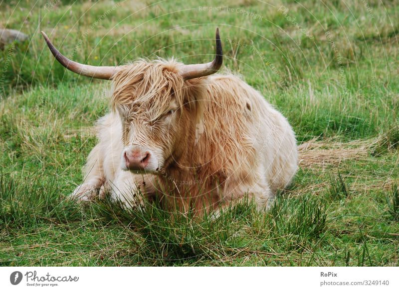 Highland cattle on a meadow. Food Meat Nutrition Lifestyle Leisure and hobbies Vacation & Travel Tourism Sightseeing Cruise Work and employment Workplace