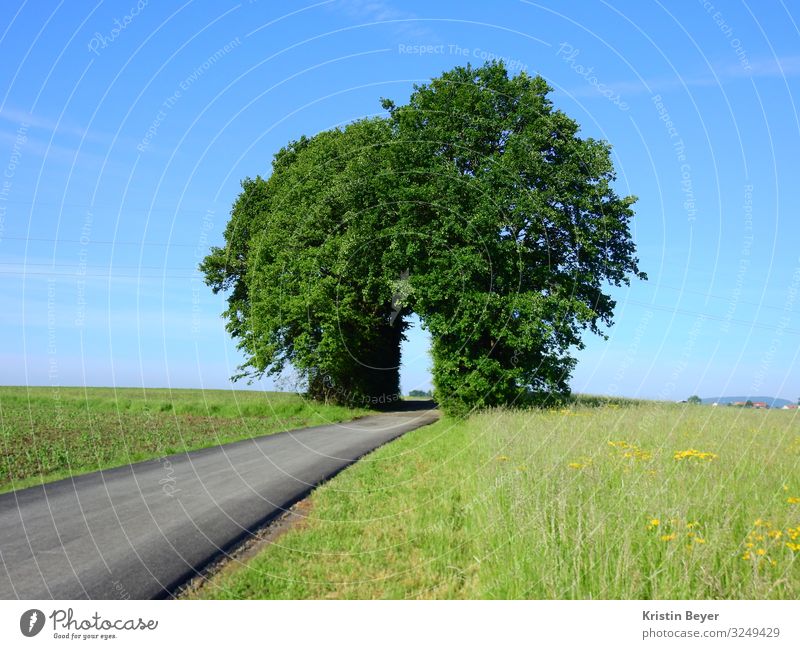 road to happiness Leisure and hobbies Trip Jogging Hiking Nature Landscape Sky Summer Beautiful weather Tree Grass Meadow Sign Blossoming Discover Relaxation