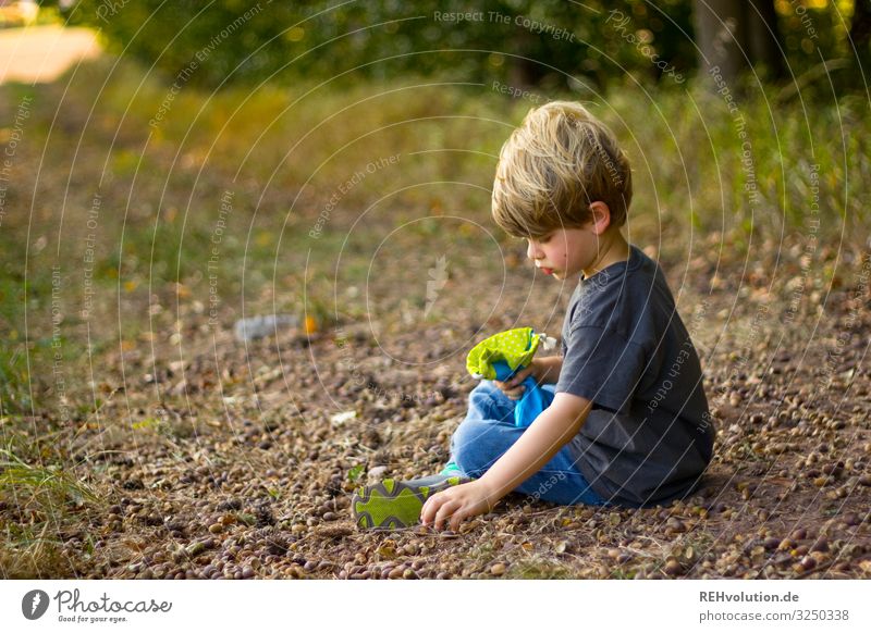 Child collects acorns in autumn Autumn Acorn Forest Colour photo Exterior shot amass Sit Green Autumnal Nature Oak tree Concentrate Playing Infancy