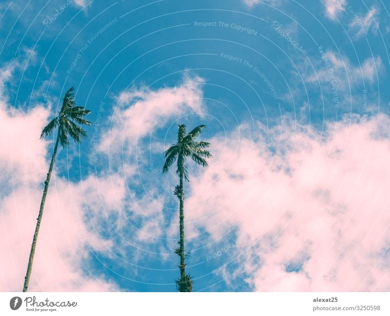 Palm trees background with copy space Exotic Beautiful Vacation & Travel Tourism Summer Sun Beach Ocean Island Nature Landscape Plant Sky Tree Blue Pink