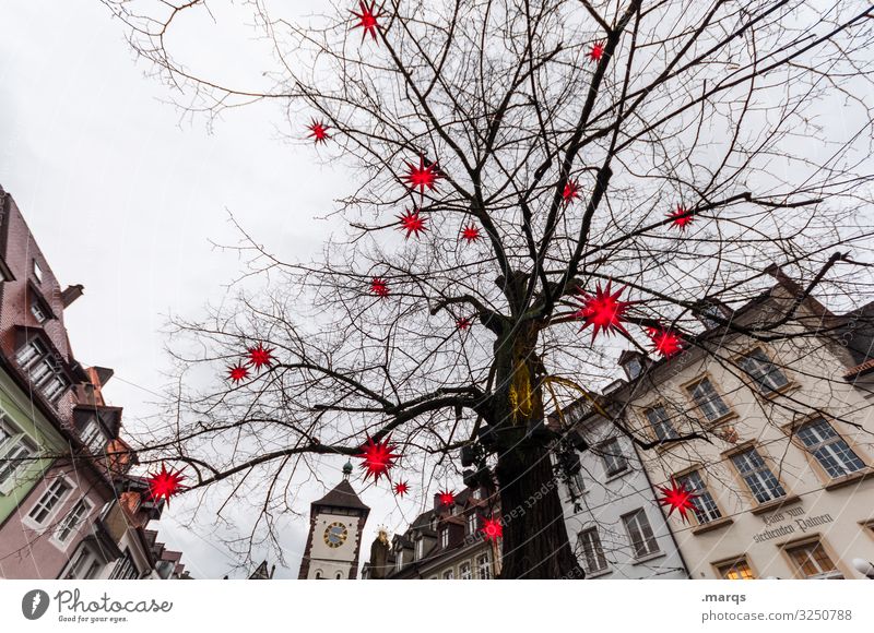 stem holder Christmas & Advent Sky Winter Tree Lime tree Gate Freiburg im Breisgau Downtown Old town House (Residential Structure) Lighting Star (Symbol)