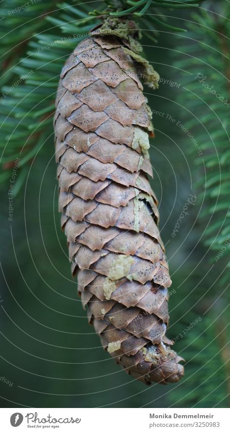 fir cones Trip Freedom Hiking Agriculture Forestry Nature Landscape Autumn Beautiful weather Plant Tree Relaxation Going Contentment Safety (feeling of) Pure