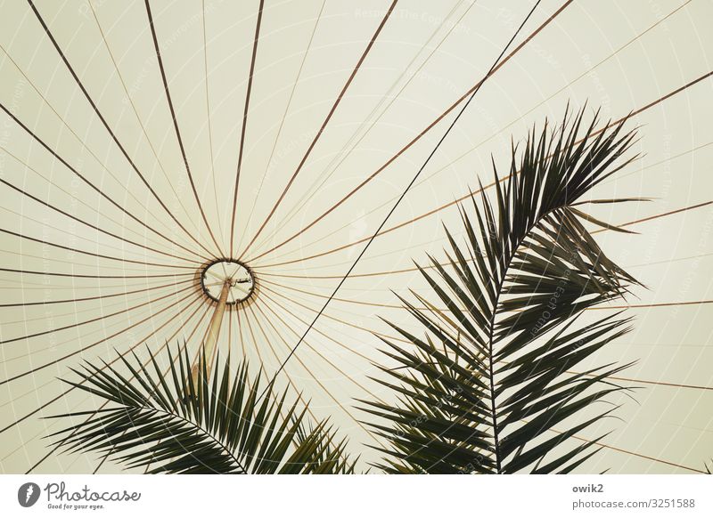 THE LIGHTNESS OF BEING Style Exotic Palm frond Vienna Fairs & Carnivals Baldachin Tent Pavilion Tarpaulin Firm Above Elegant Ease Protection Services Safety