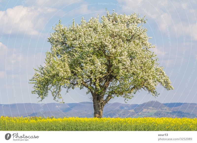 Large single tree in warm spring nature with blooming blossoms Beverage Life Nature Warmth Jump Idyll climate change season silence solitude seasonal time year