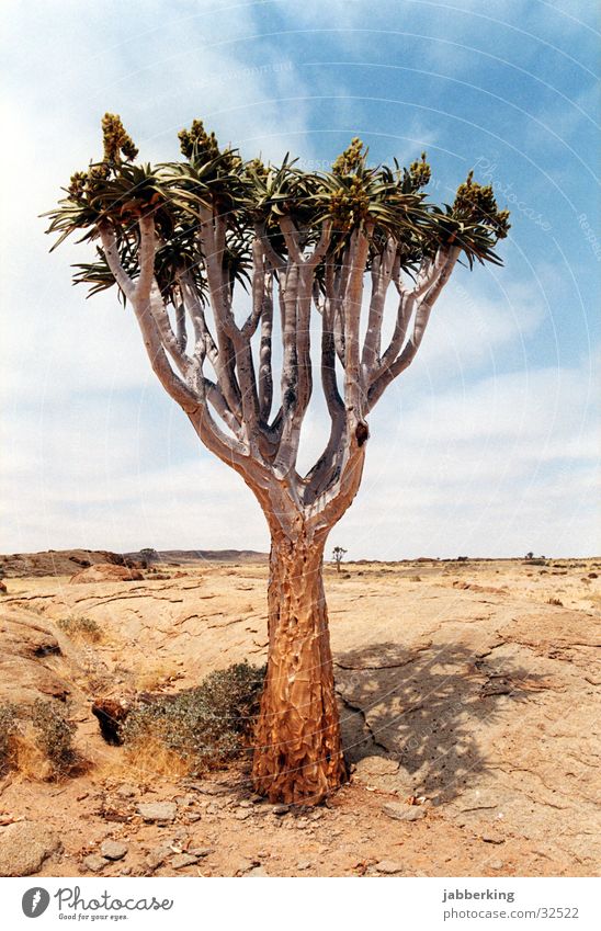 Quiver tree in Namibia Tree Kokerboom tree Africa Desert endemic