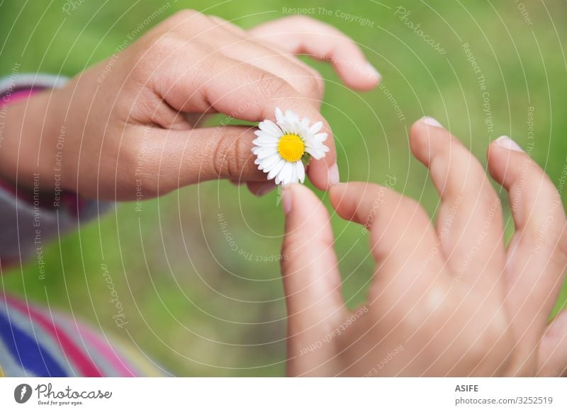 Yes or not Joy Playing Child Hand Nature Flower Grass Leaf Love Small Conceptual design daisy defoliating Doubt girl kid pull off spring