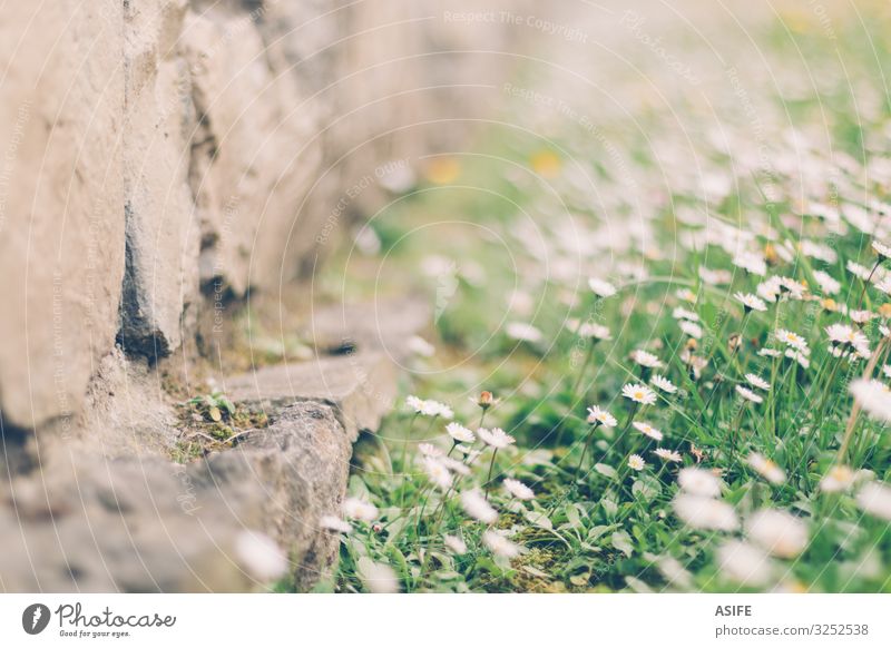 Spring is coming Nature Plant Flower Grass Stone Green daisies daisy Foreground spring wall Close-up Detail Deserted Shallow depth of field