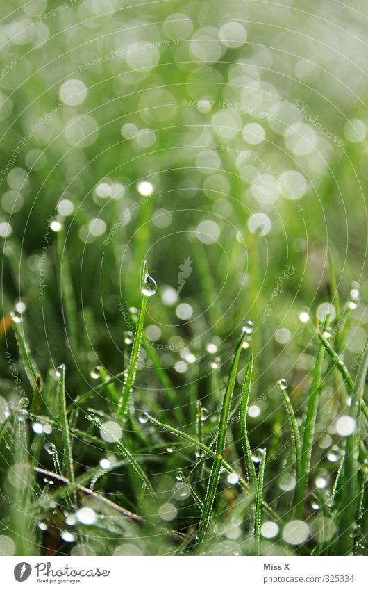 Rope on my meadow Drops of water Grass Glittering Wet Green Dew Point Colour photo Exterior shot Close-up Pattern Deserted Copy Space top Morning Dawn Light