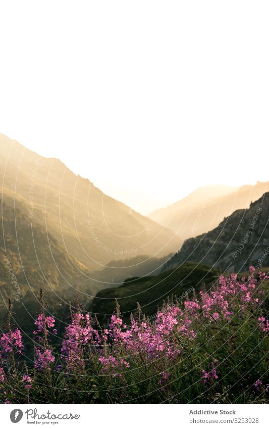 Pink flowers growing on rocky mountains in sunny haze lawn nature tranquil landscape picturesque blue scenic summer pink blossom sunlight grass countryside