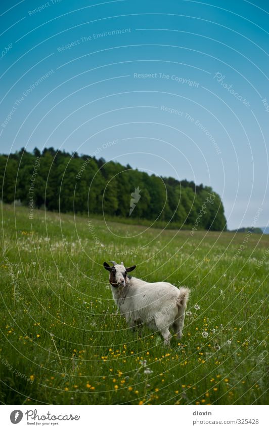 ¡ trash ! | Idyll. Environment Nature Landscape Plant Animal Sky Cloudless sky Summer Beautiful weather Tree Grass Meadow Forest Farm animal Goats 1 Stand