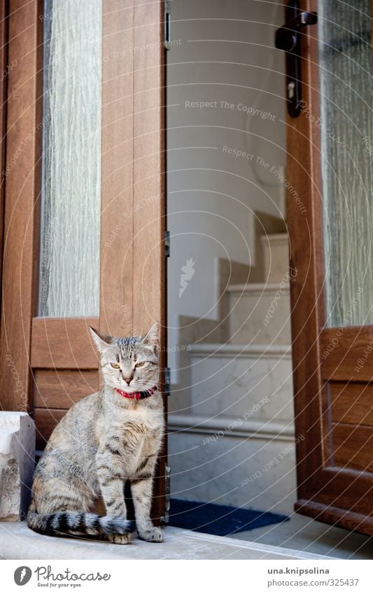 waking cat House (Residential Structure) Stairs Window Door Animal Pet Cat 1 Observe Sit Wait Friendliness Natural Cute Tiger skin pattern Watchfulness