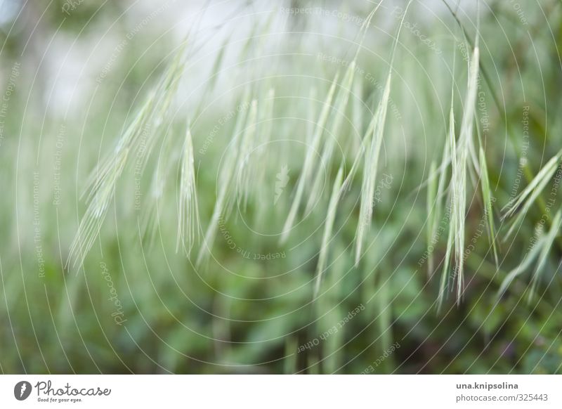 ///// Nature Plant Foliage plant Meadow Field Natural Green Colour photo Subdued colour Exterior shot Close-up Detail Deserted Copy Space top Copy Space bottom