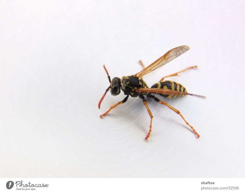 lean wasp Wasps Thin Pierce Crawl Bee Insect emaciated Macro (Extreme close-up) Flying Spine