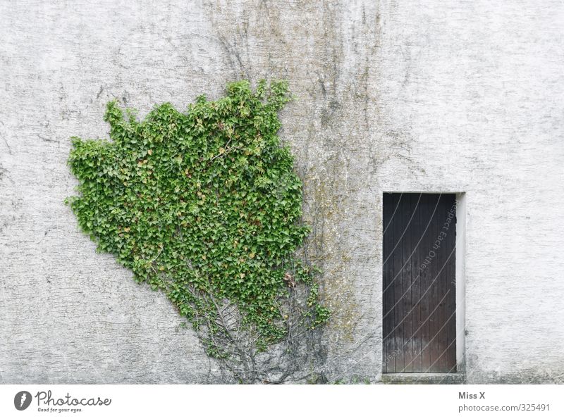 Door I Living or residing Flat (apartment) Plant Bushes House (Residential Structure) Wall (barrier) Wall (building) Facade Old Decline Overgrown Ivy Car door