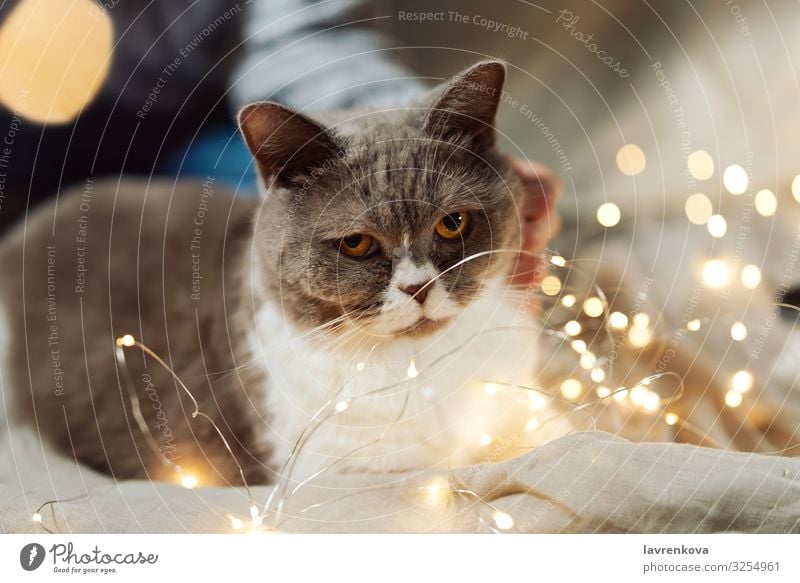 British breed cat on a bed in Christmas fairy lights Close-up hygge Cozy Blur Light Christmas & Advent Tabby cat Soft Fluffy Mammal Eyes Cat Fur coat