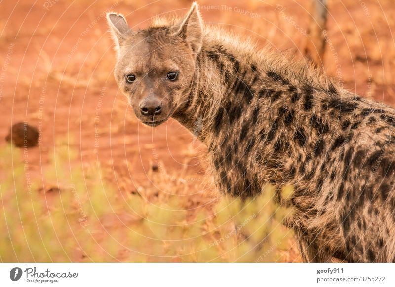 hyena Vacation & Travel Trip Adventure Far-off places Safari Expedition Environment Nature Elements Earth Sand South Africa Animal Wild animal Animal face Pelt