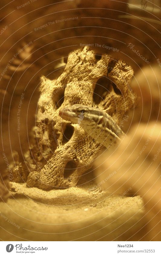 Jurassic Saurians Terrarium Beige Physics Warmth Close-up