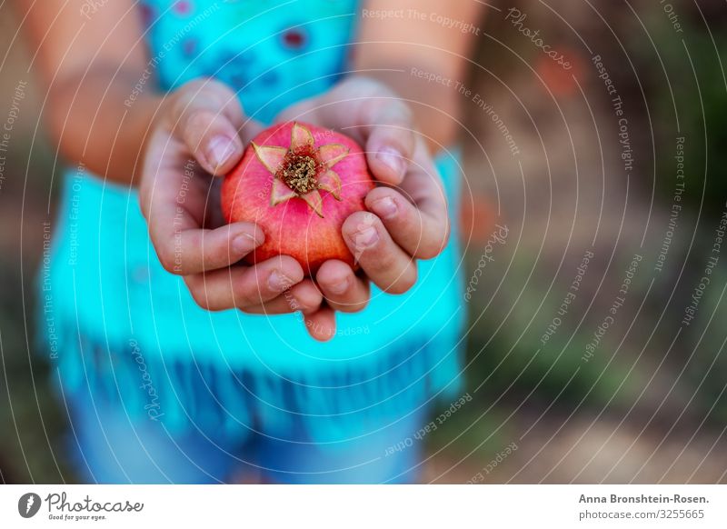 Child hands holding a pomegranate close-up Fruit Healthy Eating Summer Garden New Year's Eve Hand T-shirt Growth Many Green Red Pomegranate Mature Harvest Reap
