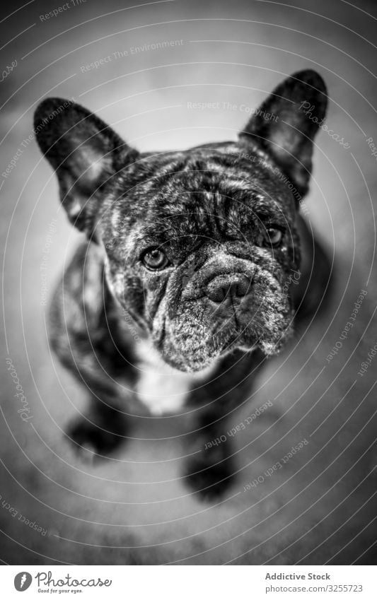 Cute wrinkled dog sitting on ground pet cute purebred puppy loyal french bulldog friend animal canine mammal creature pedigree adorable lovely obedient domestic