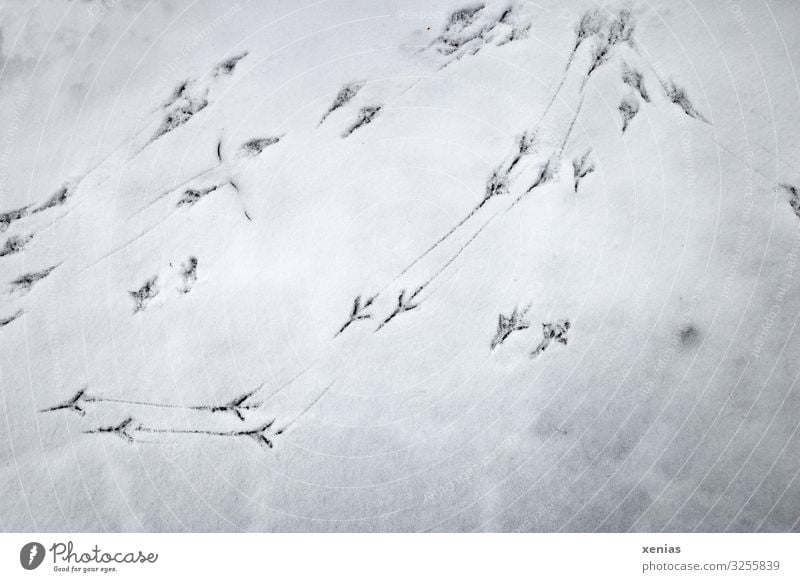 Traces of birds in the snow Winter Snow Bird bird tracks Blackbird Cold White Tracks Tracking Subdued colour Exterior shot Close-up Detail Copy Space bottom