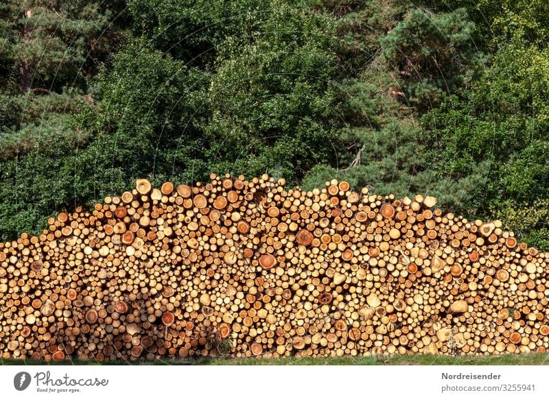 timber harvest Work and employment Economy Agriculture Forestry Logistics Energy industry Beautiful weather Tree Wood Brown Green Sustainability Stack of wood
