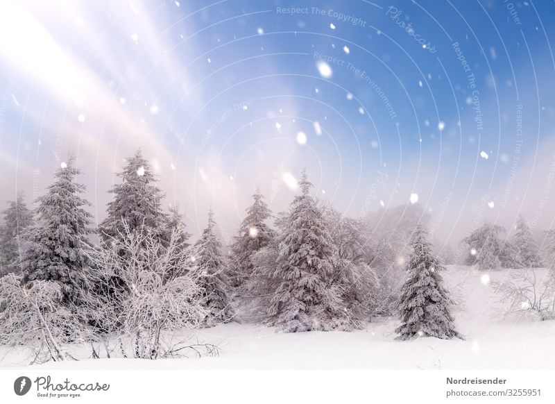 christmas time Harmonious Senses Calm Trip Winter Snow Winter vacation Feasts & Celebrations Christmas & Advent New Year's Eve Nature Landscape Sky Sun Weather
