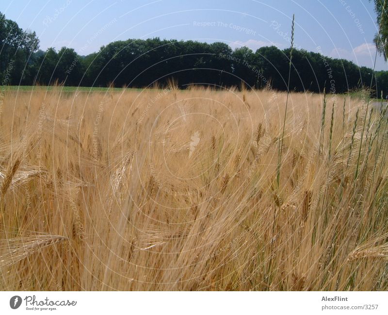 field1 Field grass Grain