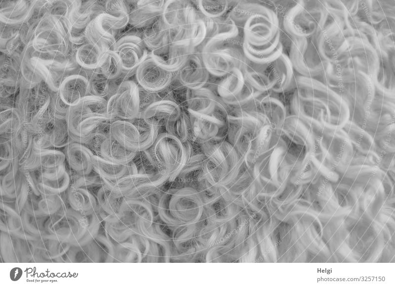 Close-up of a curly sheepskin Farm animal Sheep Pelt Curl 1 Animal To hold on Authentic Exceptional Uniqueness Cuddly Natural Warmth Gray Protection Bizarre