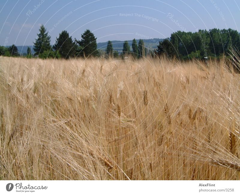 field2 Field Grain grass