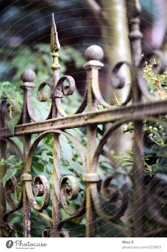 Pointies in the crown Living or residing Flat (apartment) Garden Old Historic Wrought iron Fence Metalware Art nouveau Rust Derelict Colour photo Exterior shot