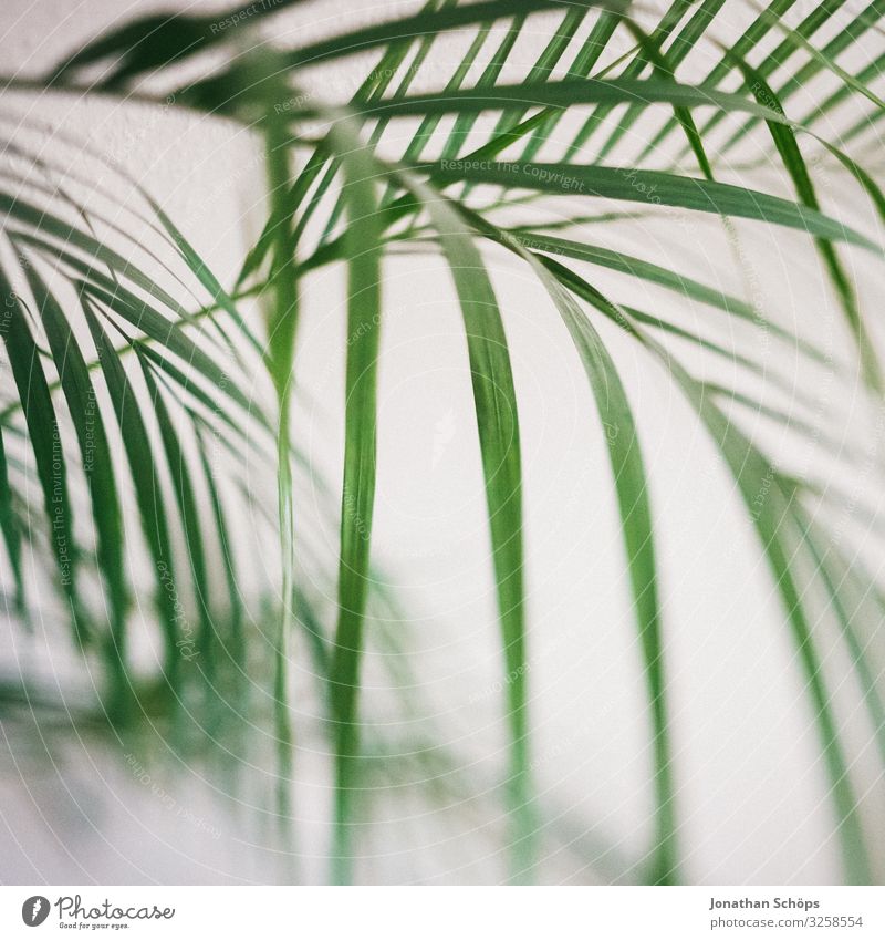 houseplant Plant Esthetic Contentment Houseplant Palm tree Interior shot White Green Pattern Structures and shapes Background picture Blur Tilt-Shift