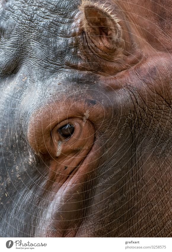 Head Of An Hippopotamus With Wrinkled Skin adult african aged animal animal conservation animal protection aquatic background beautiful biodiversity bull calm
