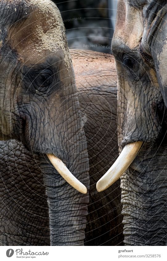 African Elephants With Heads Close Together african african elephant animal animal conservation animal protection background biodiversity bull calm