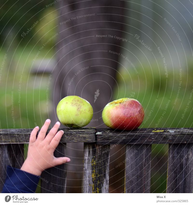 apple harvest Food Apple Nutrition Garden Human being Child Toddler Hand Fingers 1 1 - 3 years 3 - 8 years Infancy Autumn Fresh Healthy Delicious Sweet Emotions